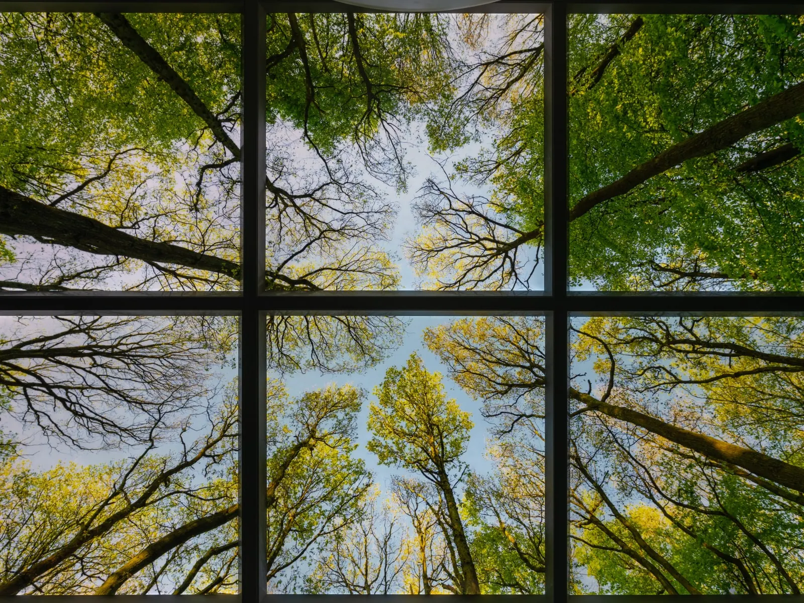 The LINAC suite Marcon delivered at Guy’s Hospital, with a backlit tree-canopy ceiling